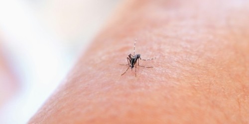 Muggen en insectenbeten in het najaar Nieuwste (w)etenswaardigheid: Muggen en insectenbeten in het najaar